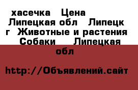 хасечка › Цена ­ 8 000 - Липецкая обл., Липецк г. Животные и растения » Собаки   . Липецкая обл.